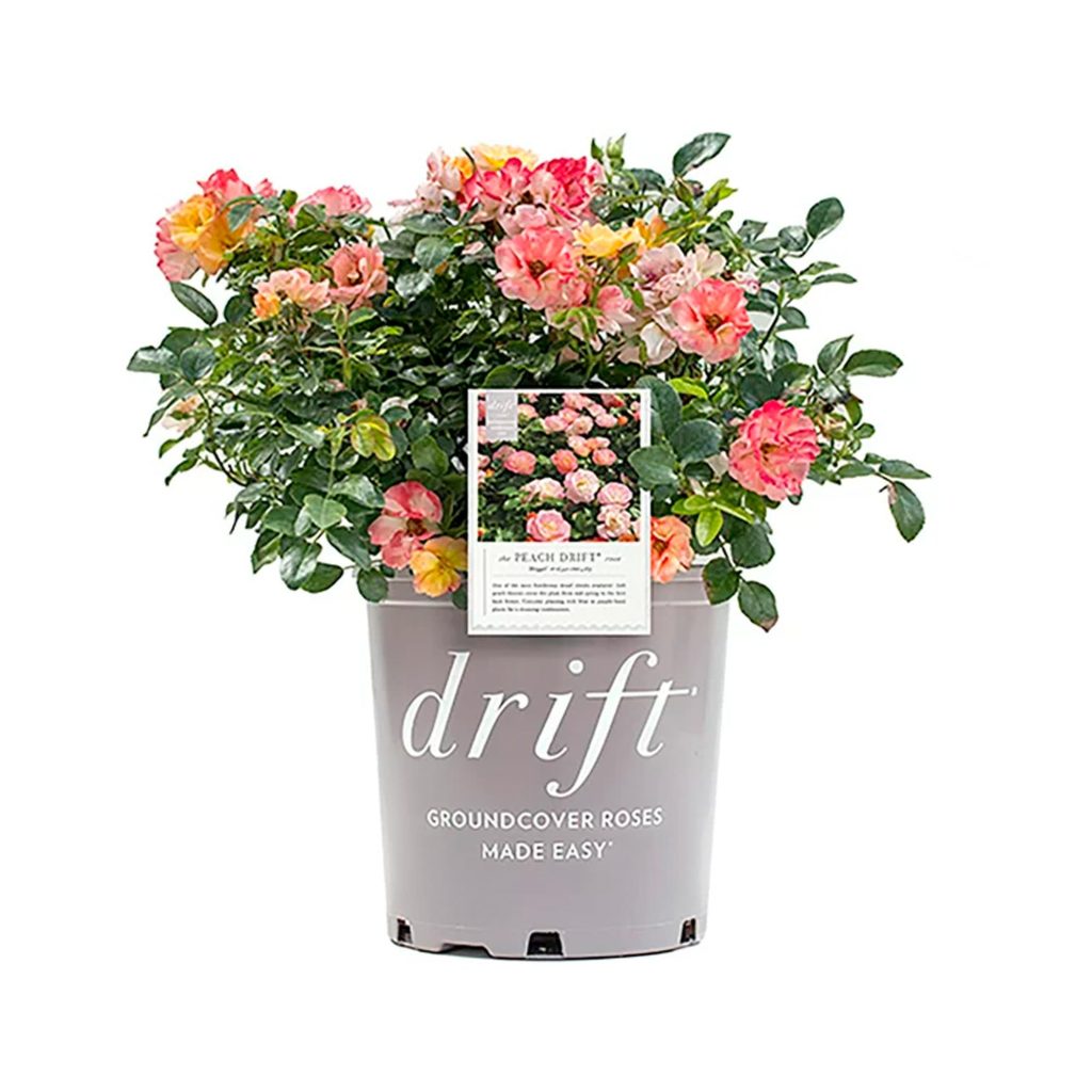 Rosal Vivo Drift Peach – Arbusto Ornamental 2 Galones
