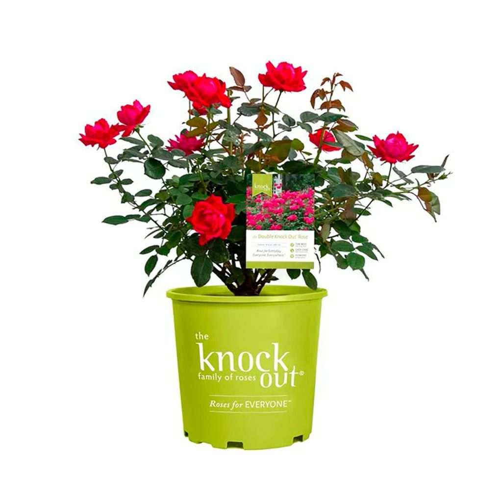 Rosal Double Knock Out Roja Viva con Flores Rojo Cereza – Arbusto 1 Galón