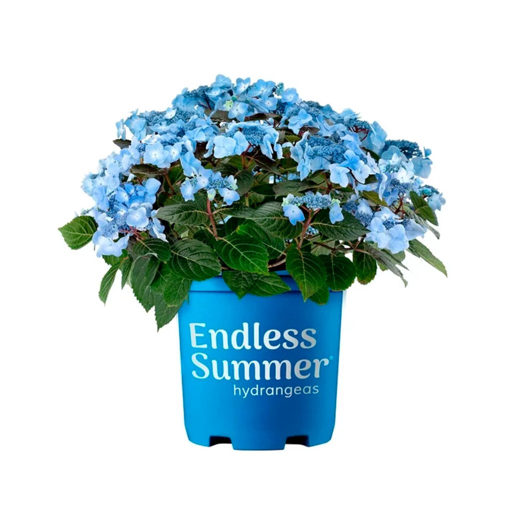 Hortensia Endless Summer Pop Star Viva – Arbusto Decorativo 2 Galones